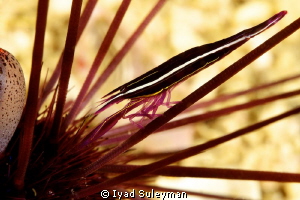 Sea urchin partner shrimp by Iyad Suleyman 